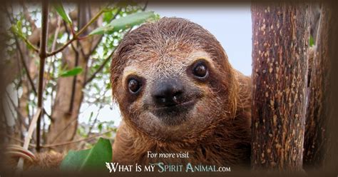 slotph|sloth meaning.